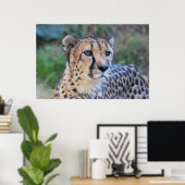 Cheetah Foto Poster (Heimbüro)