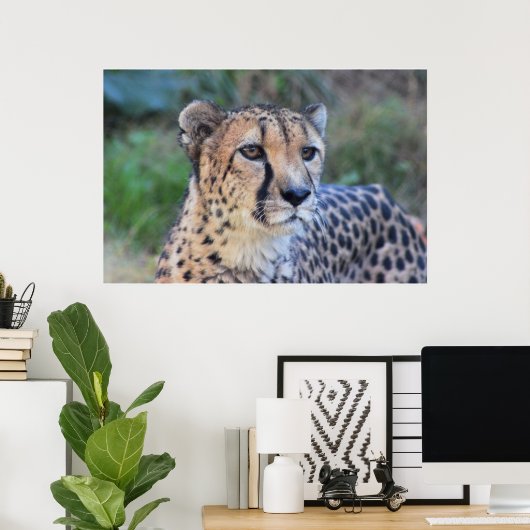 Cheetah Foto Poster (Heimbüro)