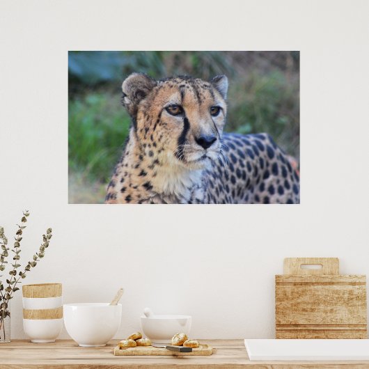 Cheetah Foto Poster (Küche)