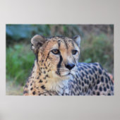 Cheetah Foto Poster (Vorne)