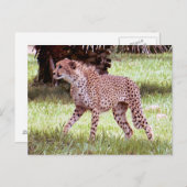Cheetah Foto Postkarte (Vorne/Hinten)