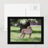 Cheetah Foto Postkarte (Vorne/Hinten)