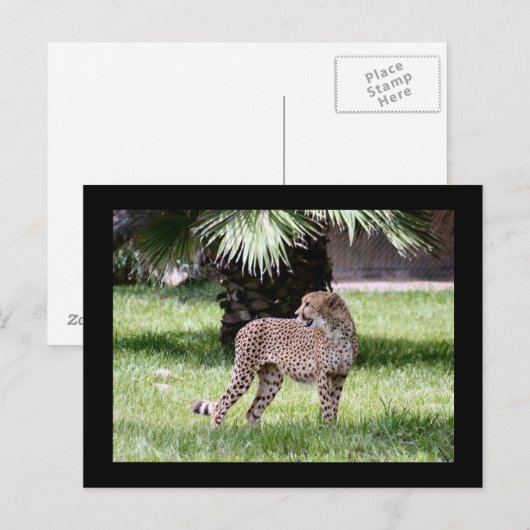 Cheetah Foto Postkarte (Vorne/Hinten)