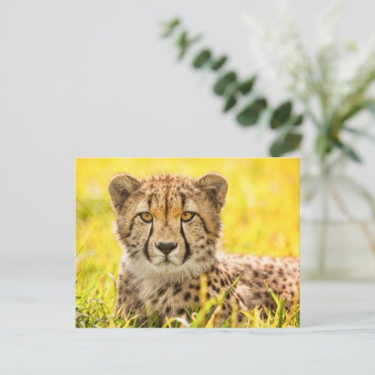Cheetah Foto Postkarte (Stehend Vorderseite)