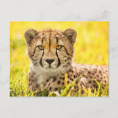Cheetah Foto Postkarte (Vorderseite)