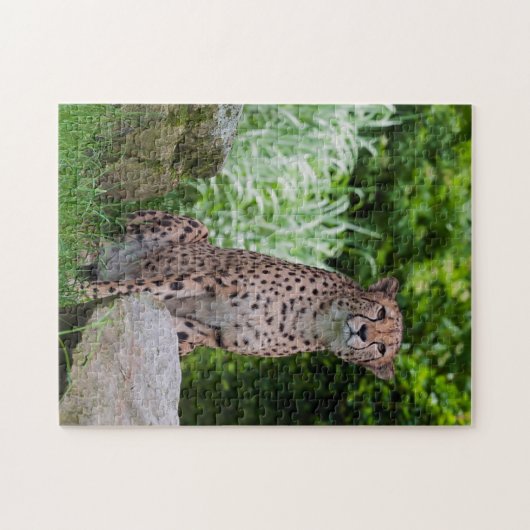 Cheetah Foto Puzzle (Horizontal)
