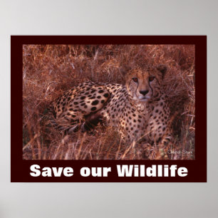 Cheetah Foto Rette unser Wildlife Poster