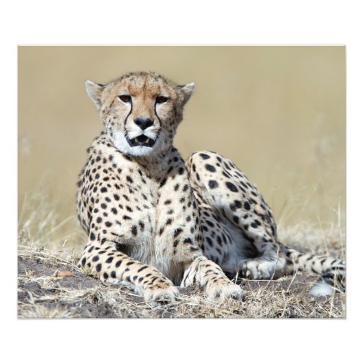Cheetah Fotodruck (Vorne)