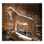 Cheetah Fotodruck (Vorne)