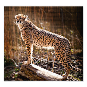 Cheetah Fotodruck