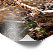 Cheetah Fotodruck (Ecke)