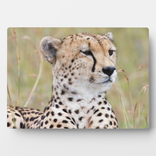 Cheetah Fotoplatte (Vorderseite)