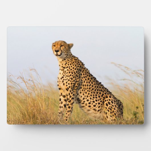 Cheetah Fotoplatte (Vorderseite)