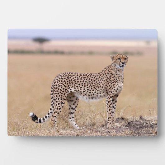 Cheetah Fotoplatte (Vorderseite)