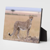 Cheetah Fotoplatte (Seite)