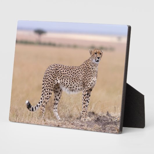 Cheetah Fotoplatte (Seite)