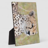 Cheetah Fotoplatte (Seite)