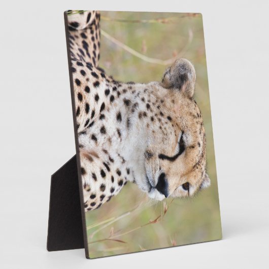 Cheetah Fotoplatte (Seite)