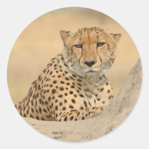 Cheetah Gaze Sticker