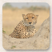 Cheetah Gaze Untersetzer