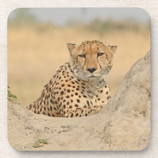 Cheetah Gaze Untersetzer (Vorderseite)