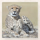 Cheetah Glasuntersetzer (Vorderseite)