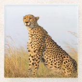 Cheetah Glasuntersetzer (Vorderseite)