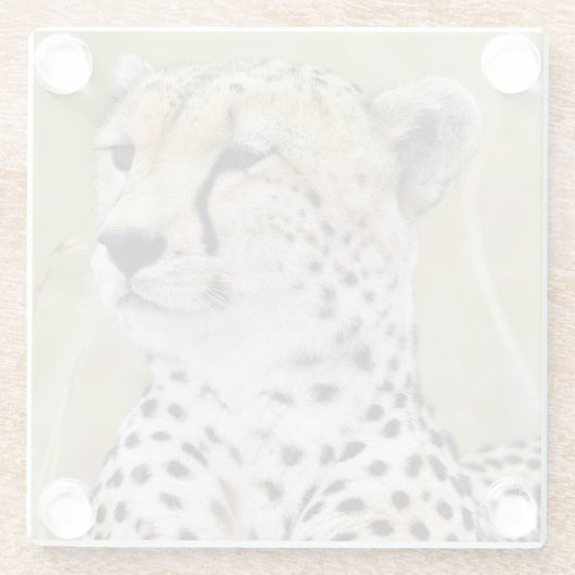 Cheetah Glasuntersetzer (Rückseite)