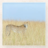 Cheetah Glasuntersetzer (Vorderseite)