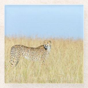 Cheetah Glasuntersetzer