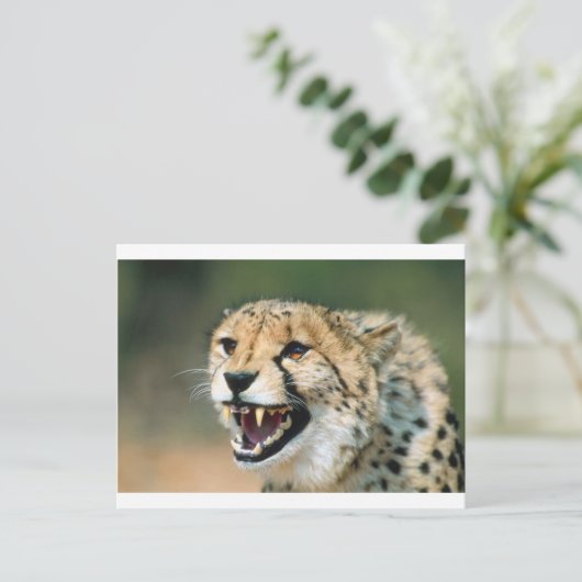 Cheetah Growl Postkarte (Stehend Vorderseite)