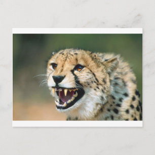 Cheetah Growl Postkarte