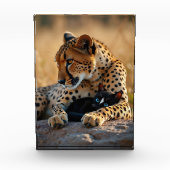 Cheetah Guardian, Kätzchen Herz Fotoblock (Vorderseite)