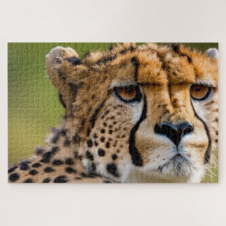 Cheetah Headshot Puzzle