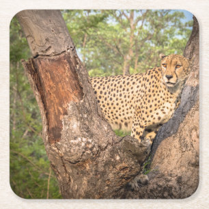 Cheetah in den Baum-Untersetzer Rechteckiger Pappuntersetzer