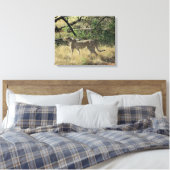 Cheetah in Samburu Leinwanddruck (Insitu (Schlafzimmer))