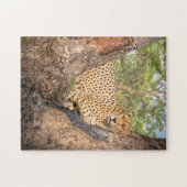 Cheetah in Tree Puzzle (Horizontal)