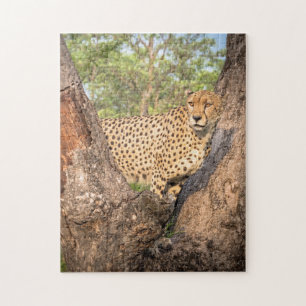 Cheetah in Tree Puzzle