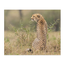 Cheetah in Wild African Setting