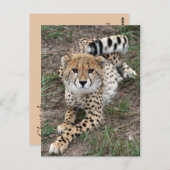 Cheetah Info Card Postkarte (Vorne/Hinten)