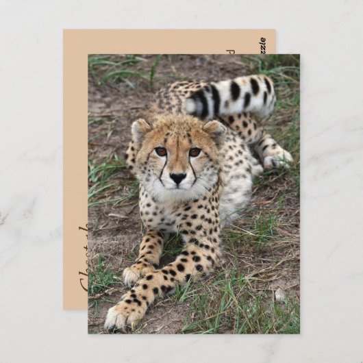 Cheetah Info Card Postkarte (Vorne/Hinten)