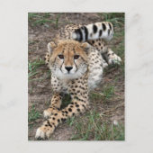 Cheetah Info Card Postkarte (Vorderseite)