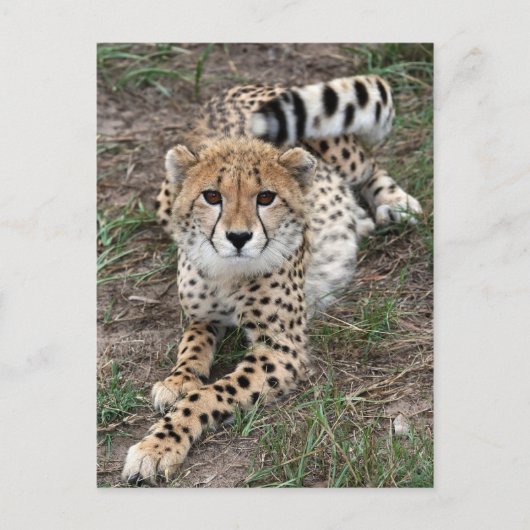 Cheetah Info Card Postkarte (Vorderseite)