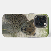 Cheetah iPhone / iPad Gehäuse Hülle (Rückseite (Horizontal))