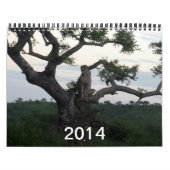 Cheetah-Kalender 2014 Kalender (Titelbild)