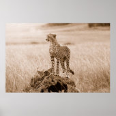 Cheetah Kenia Afrika Poster (Vorne)
