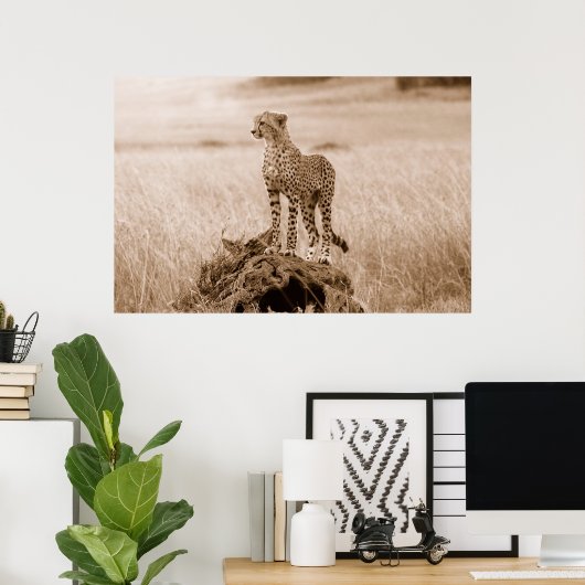 Cheetah Kenia Afrika Poster (Heimbüro)