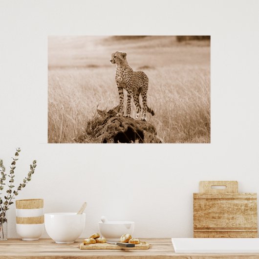 Cheetah Kenia Afrika Poster (Küche)