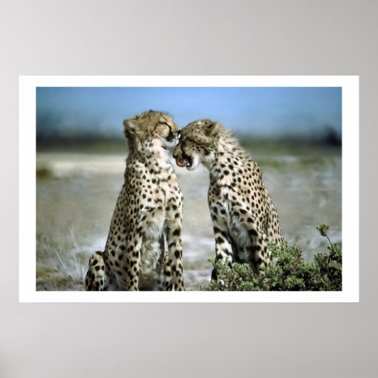 Cheetah Kisses Wildlife Poster (Vorne)