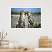 Cheetah Kisses Wildlife Poster (Küche)